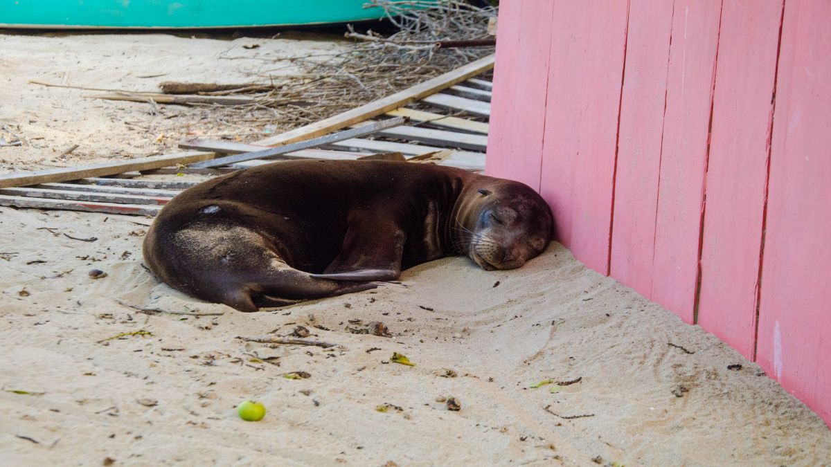 Galápagos világa: Isabela-sziget - OTP Travel Utazási Iroda