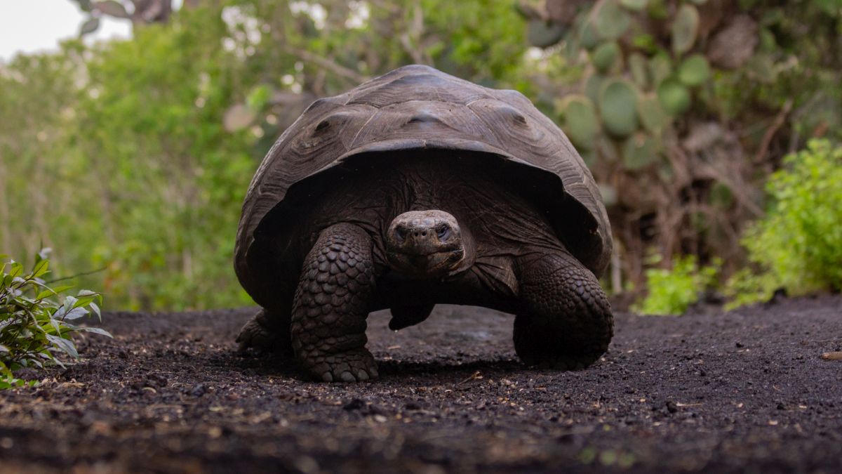 Galápagos világa: Isabela-sziget - OTP Travel Utazási Iroda