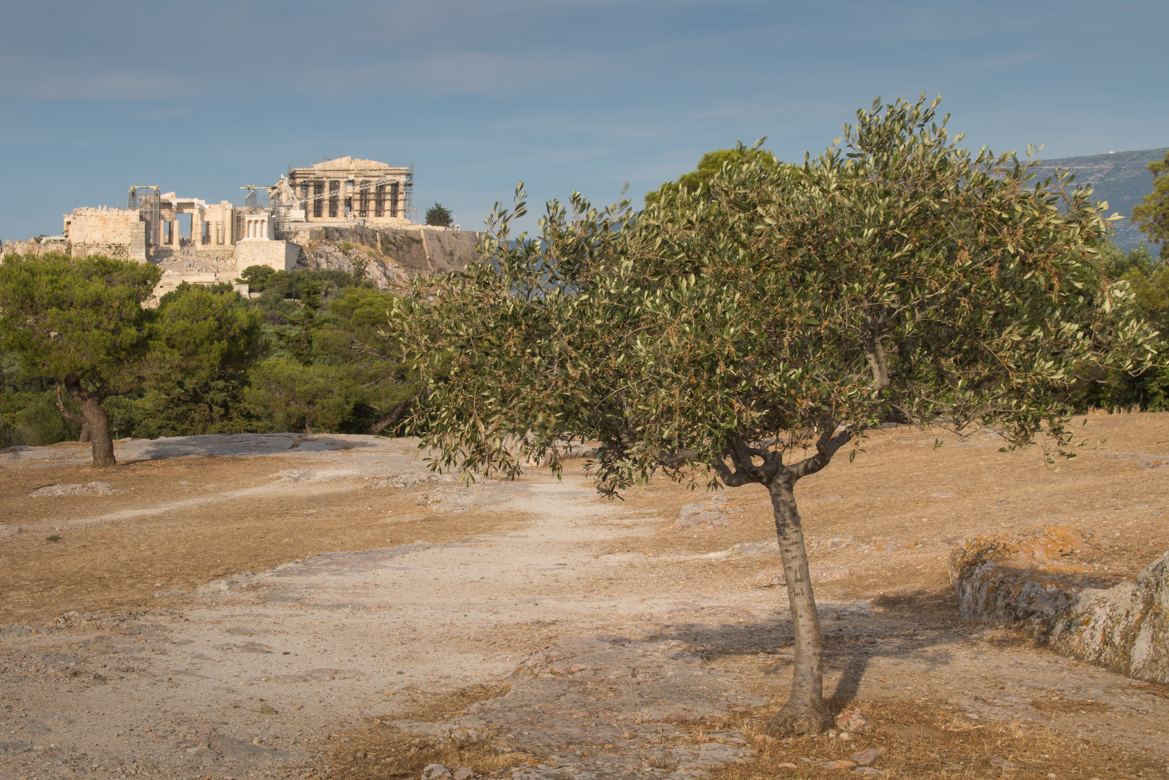 Athen olajfa - Görögországi utazás - OTP Travel Utazási Iroda