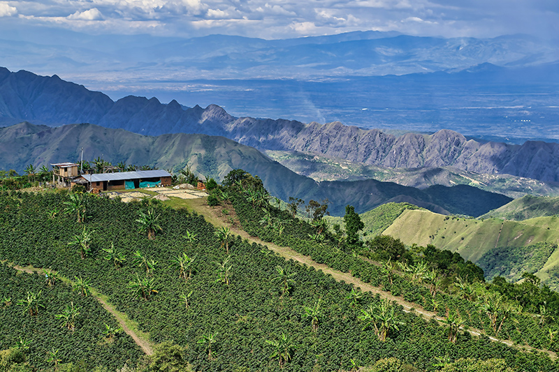 Kolumbia utazás | kávé Finca - OTP Travel Utazási Iroda