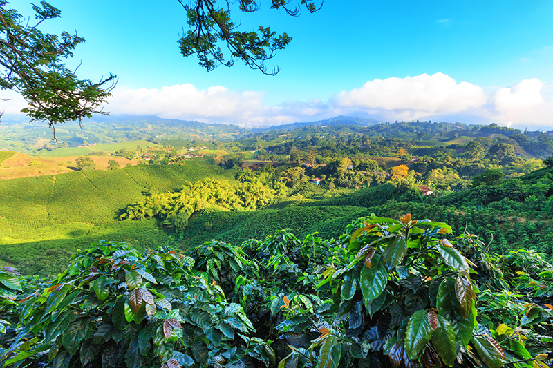 Kolumbia utazás | kávé Manizales - OTP Travel Utazási Iroda