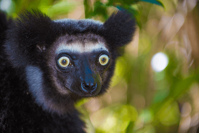 Madagaszkár lemur, maki - OTP Travel Utazási Iroda