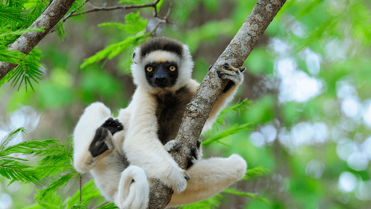 Madagaszkár maki, lemur - OTP Travel Utazási Iroda