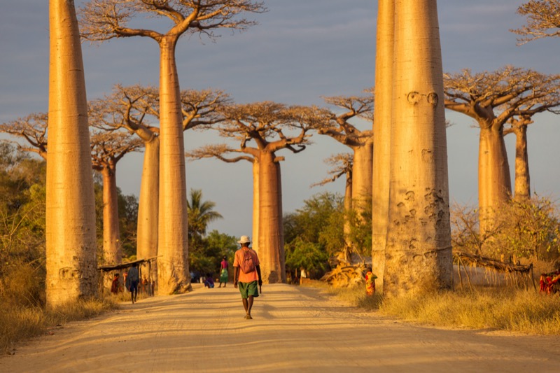 Madagaszkár utazás, baobab - OTP Travel Utazási Iroda