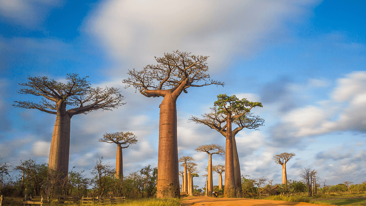 Madagaszkár legjava - OTP Travel Utazási Iroda