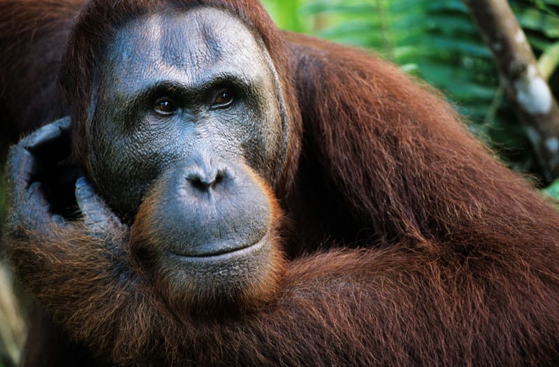 Malajzia | orangután - OTP Travel Utazási Iroda