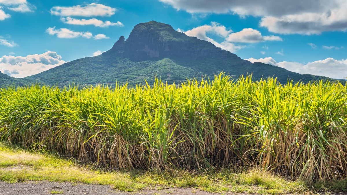 Mauritiusi finomságok - OTP Travel Utazási Iroda