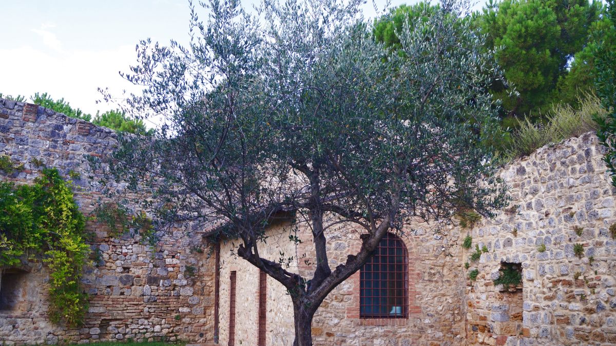 San Gimignano – a tornyok városa - OTP Travel Utazási Iroda