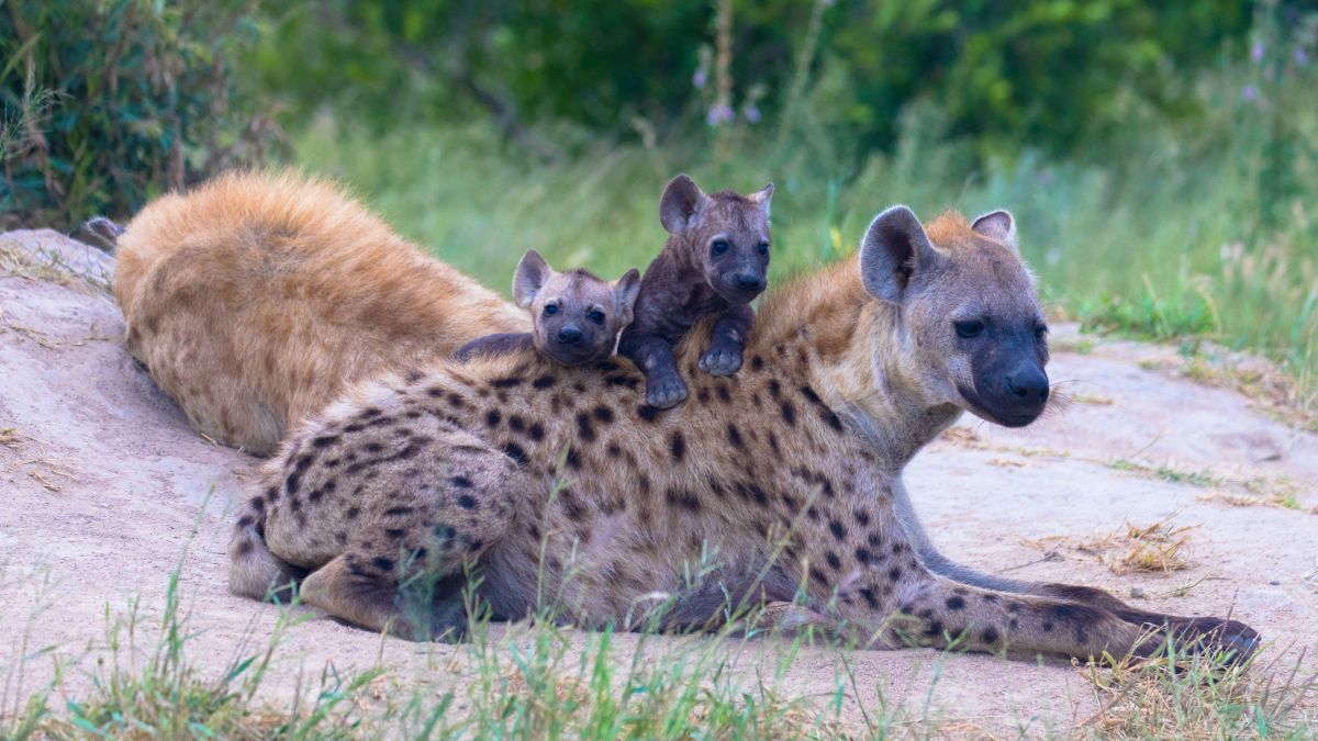 12 hónap az afrikai szavannán - OTP Travel Utazási Iroda