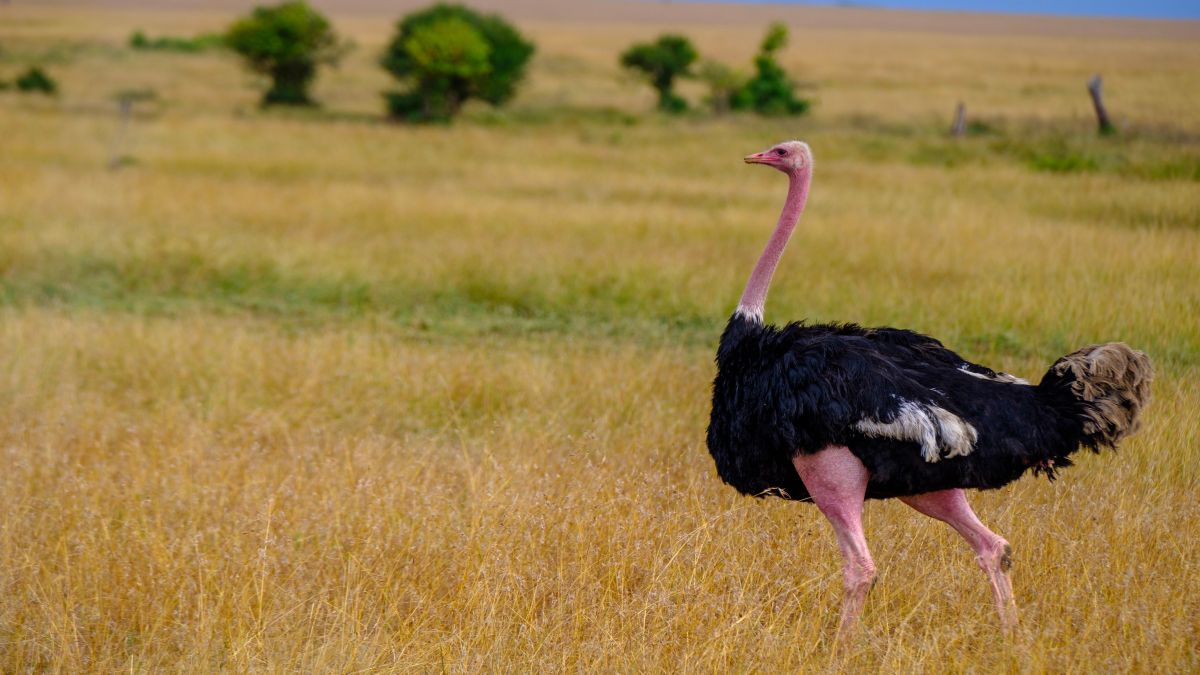 12 hónap az afrikai szavannán - OTP Travel Utazási Iroda