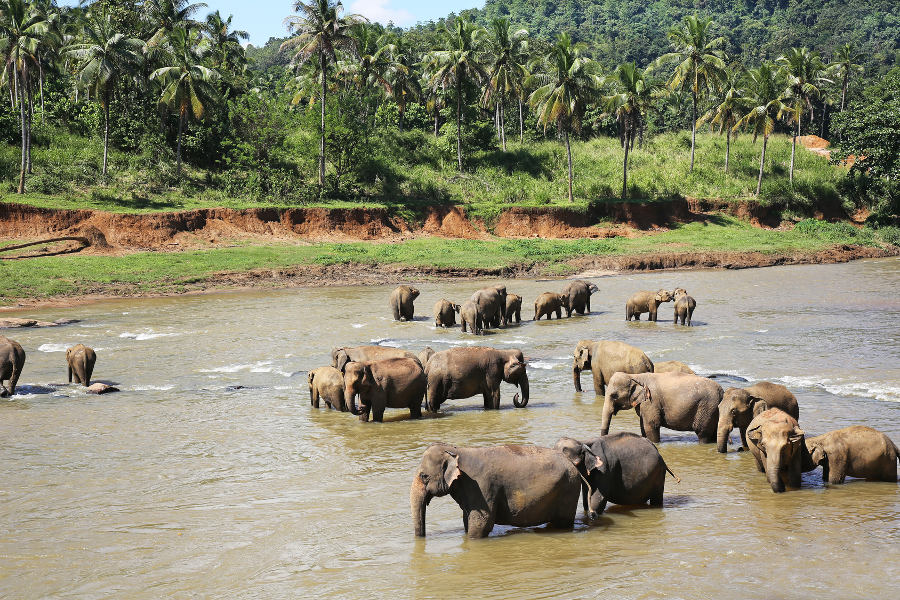 Srí Lanka - OTP TRAVEL utazási iroda