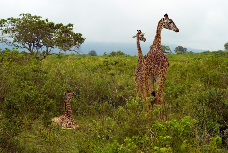 Tanzánia | Arusha - OTP Travel Utazási Iroda