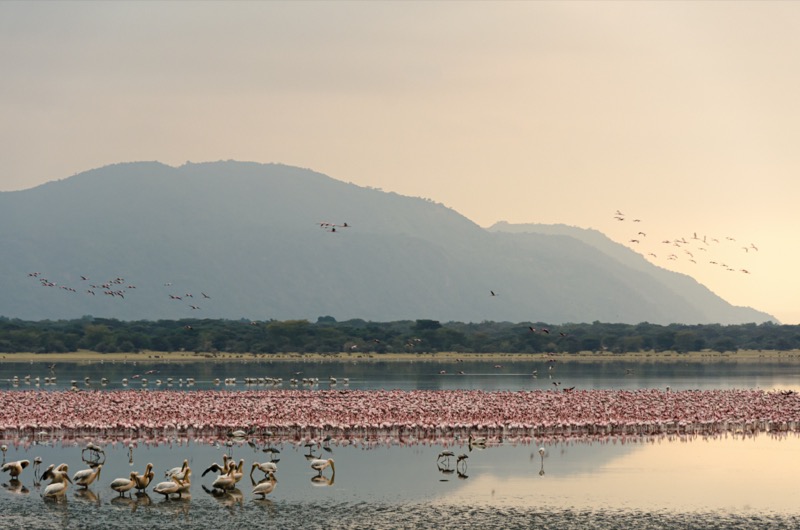 Tanzánia | Manyara-tó Nemzeti Park - OTP Travel Utazási Iroda