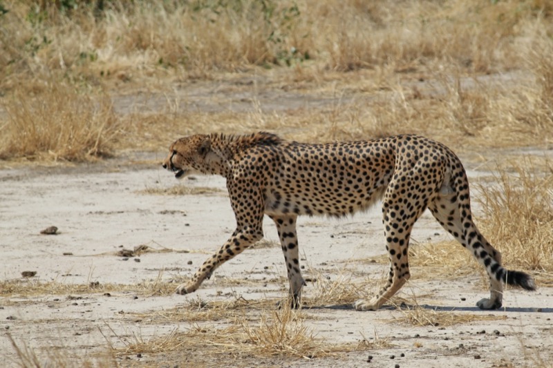 Tanzánia | Ruaha Nemzeti Park - OTP Travel Utazási Iroda