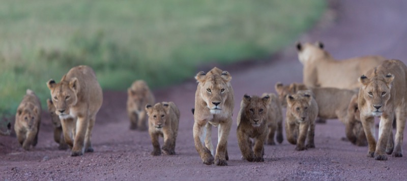 Tanzánia | Ngorongoro - OTP Travel Utazási Iroda