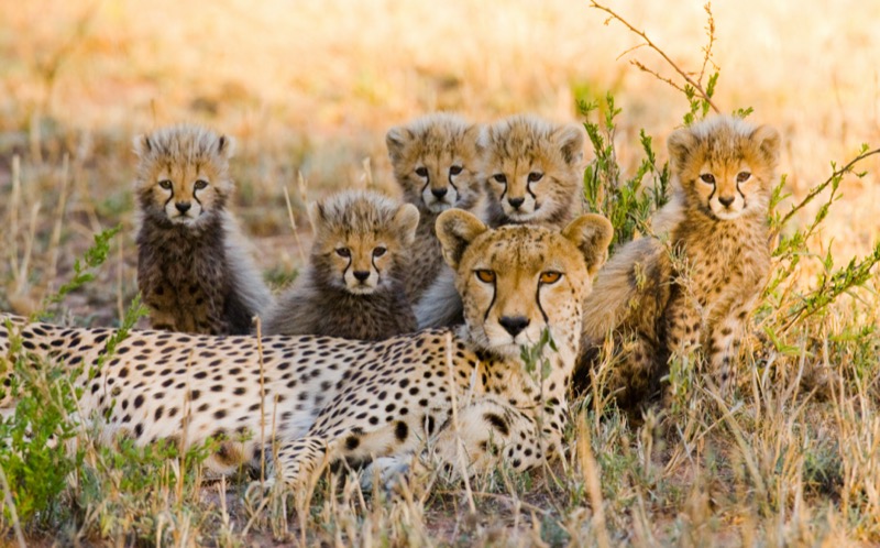 Tanzánia | Serengeti Nemzeti Park - OTP Travel Utazási Iroda