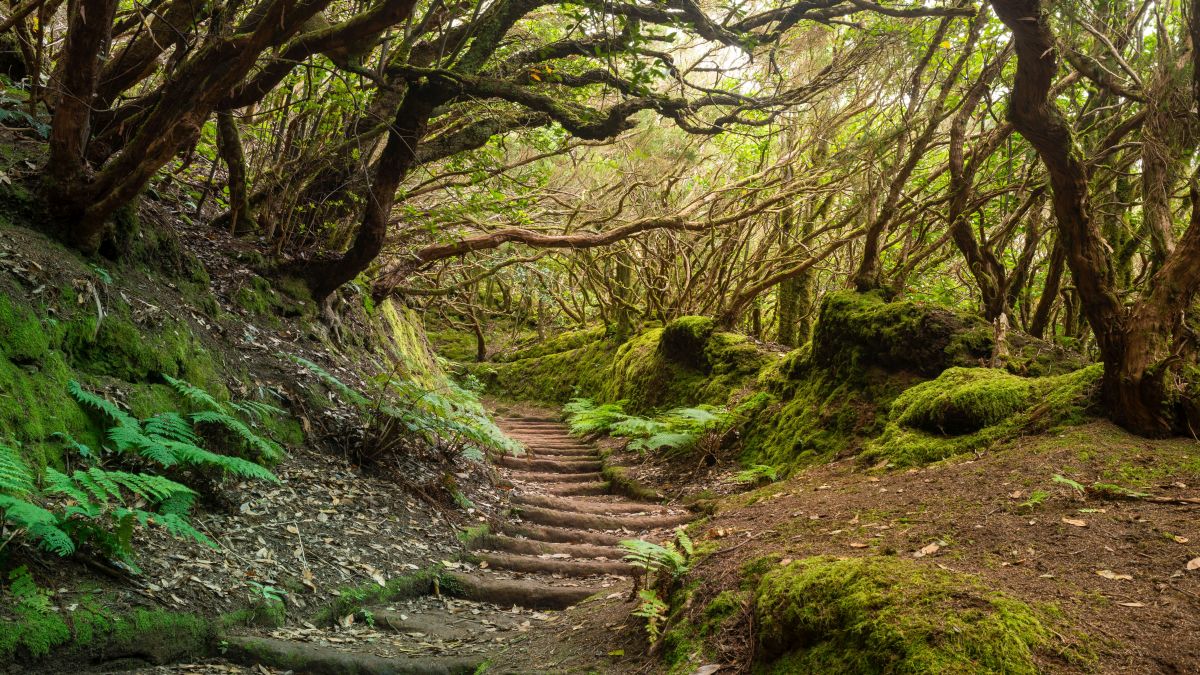 Tenerife gyöngyszemei, ahol elkerülheted a tömeget | OTP Travel Utazási Iroda