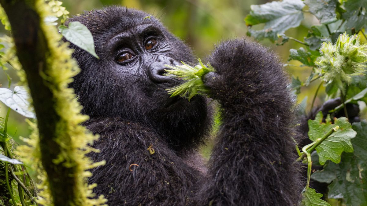 A vadregényes Okavango delta - OTP Travel Utazási Iroda