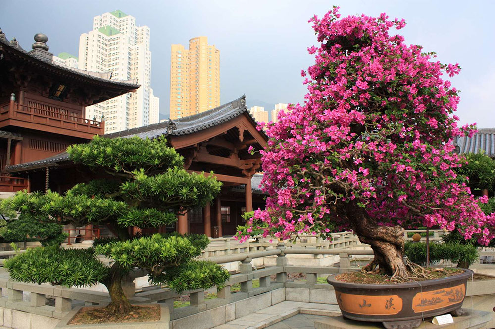 Hongkong: Nan Lian Kert (nyilvános park) - OTP TRAVEL utazási iroda