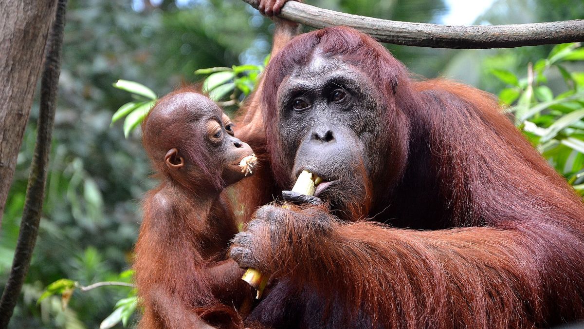 Érintetlen Borneo - OTP Travel Utazási Iroda