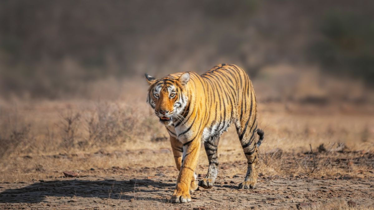 Ezerarcú India - OTP Travel Utazási Iroda