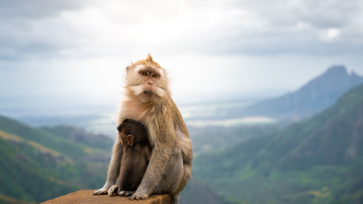 Legendás állatok és Mauritius - OTP Travel Utazási Iroda