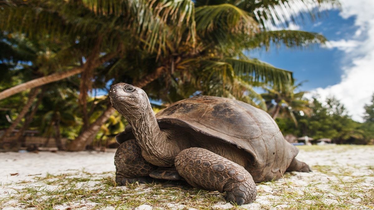 Legendás állatok és Mauritius - OTP Travel Utazási Iroda - OTP Travel Utazási Iroda