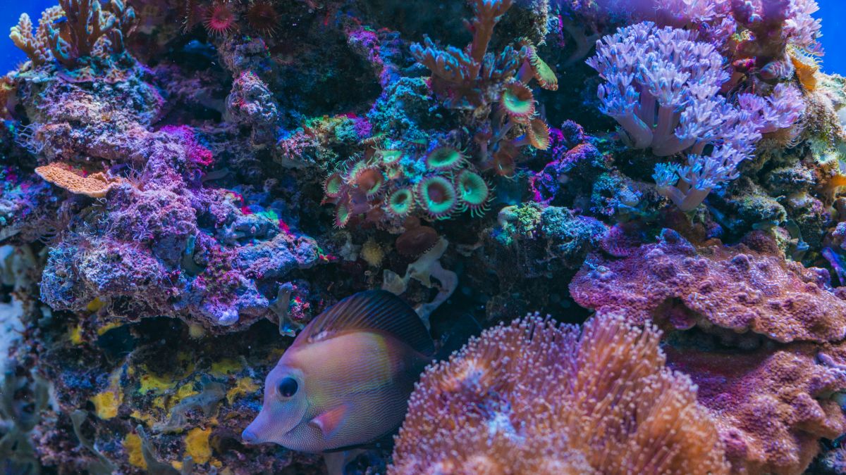 Sharm el-Sheikh: az üdülőparadicsom születése - OTP Travel Utazási Iroda
