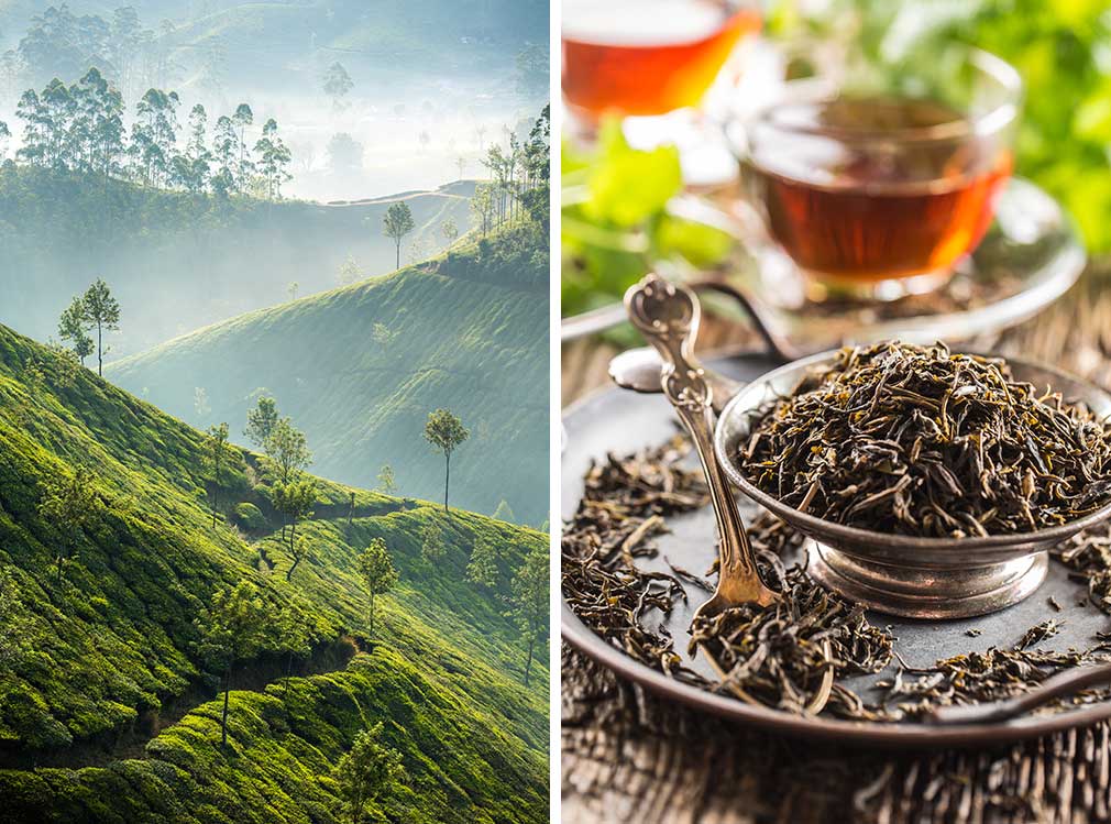 Ázsia, Top10 tea  - OTP Travel Utazási Iroda
