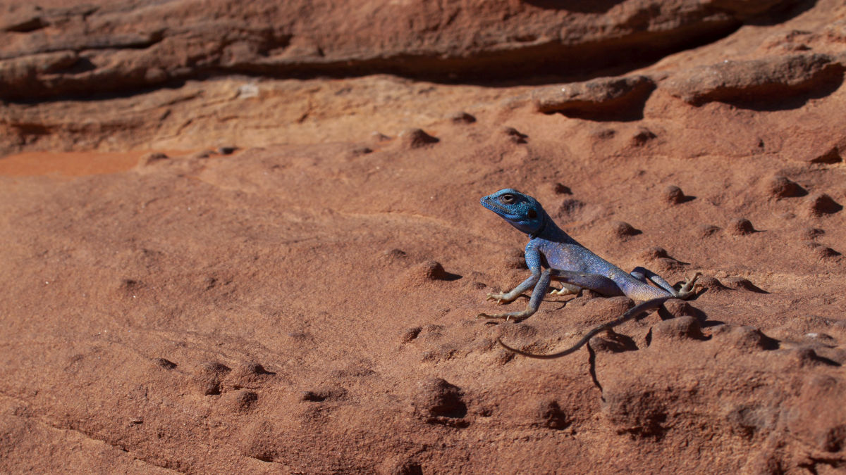 Jordánia marsbéli tája, a Wadi Rum - OTP Travel Utazási Iroda