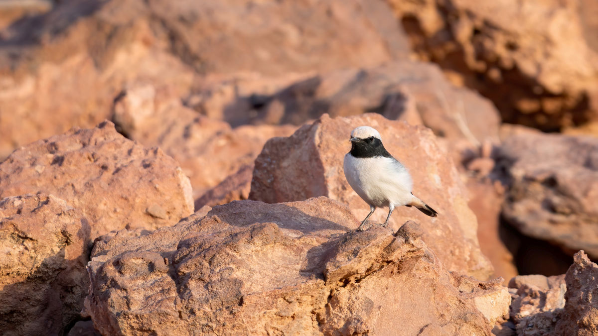 Jordánia marsbéli tája, a Wadi Rum - OTP Travel Utazási Iroda