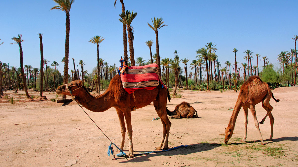 Marrakech utazás - OTP Travel Utazási Iroda