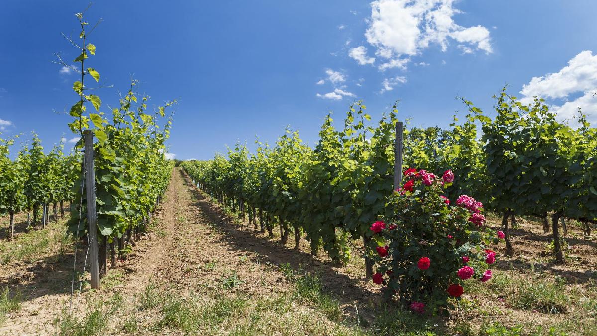 Magyarország borvidékei, tokaj borrégió - OTP Travel Utazási Iroda