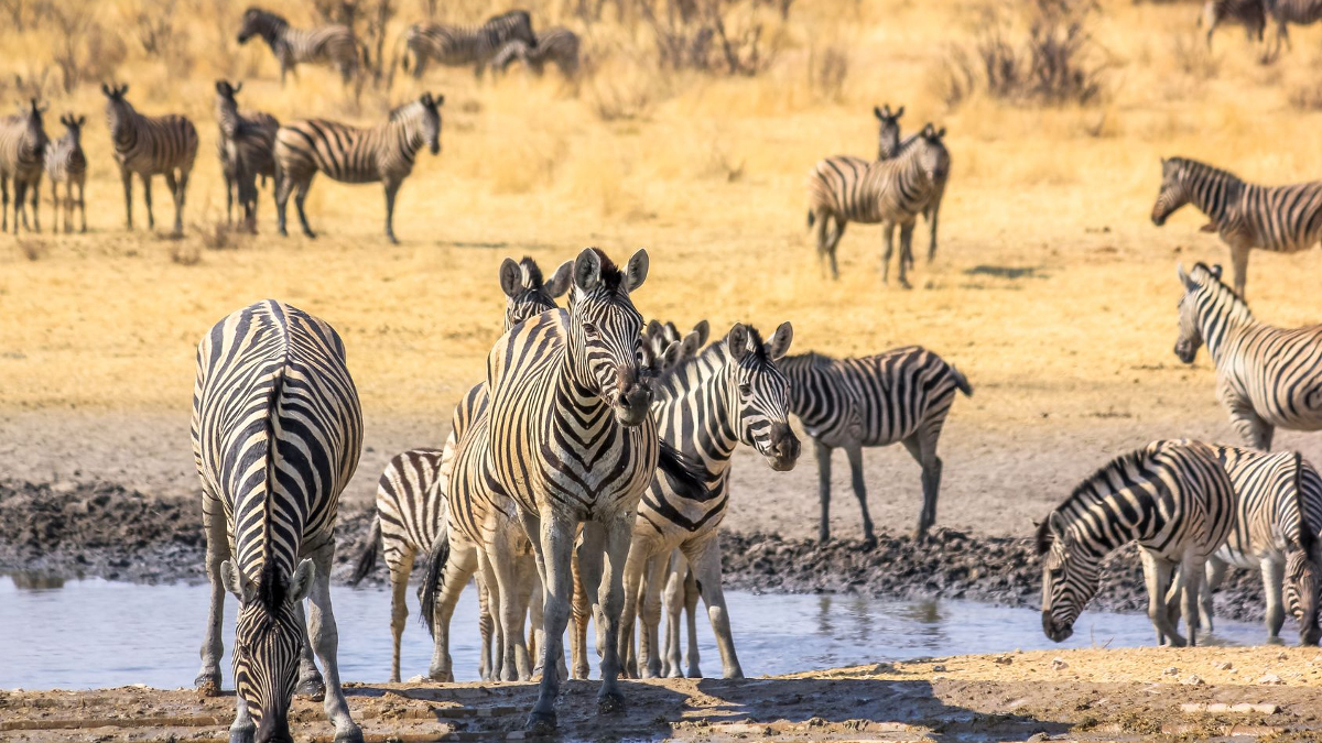 Afrika szafari utazás - OTP Travel Utazási iroda