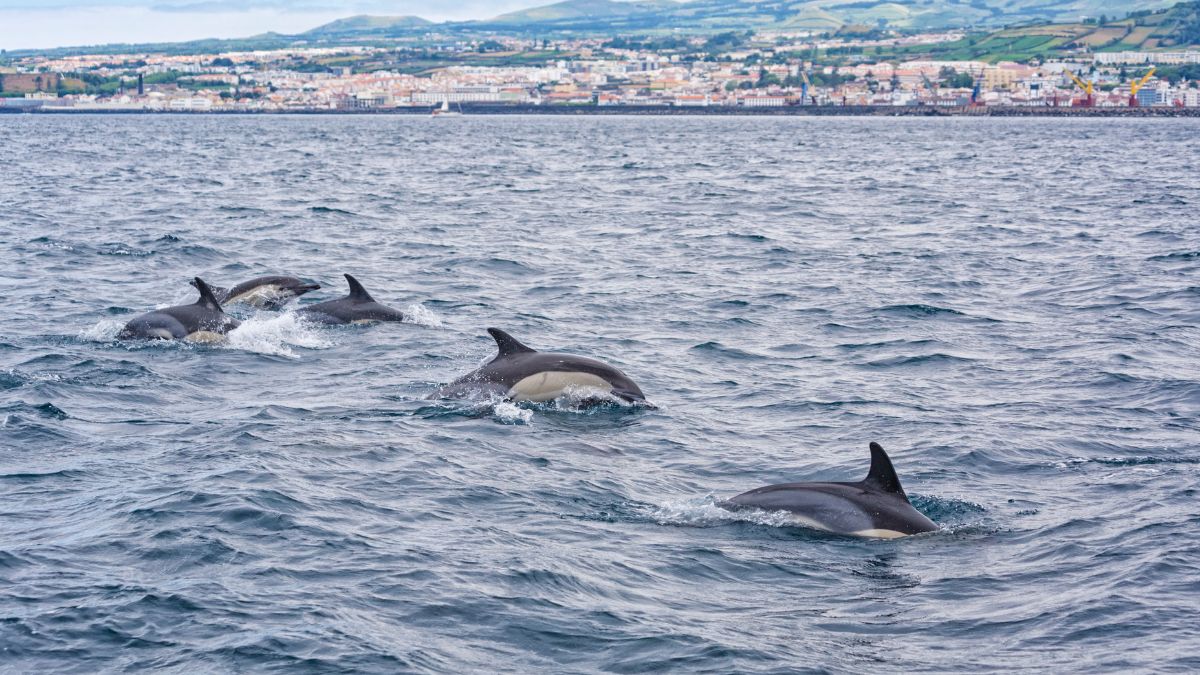 Azori-szigetek – Sao Miguel és Terceira - csoportos körutazás - OTP Travel Utazási Iroda