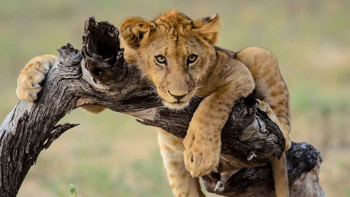 Tanzánia üdüléssel Zanzibáron. Fedezze fel Afrikát az OTP Travel utazásán!