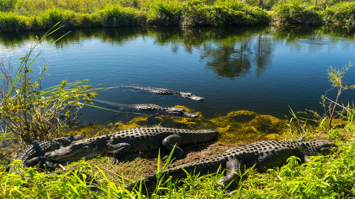 Florida, a napsugár állam - OTP Travel Utazási Iroda