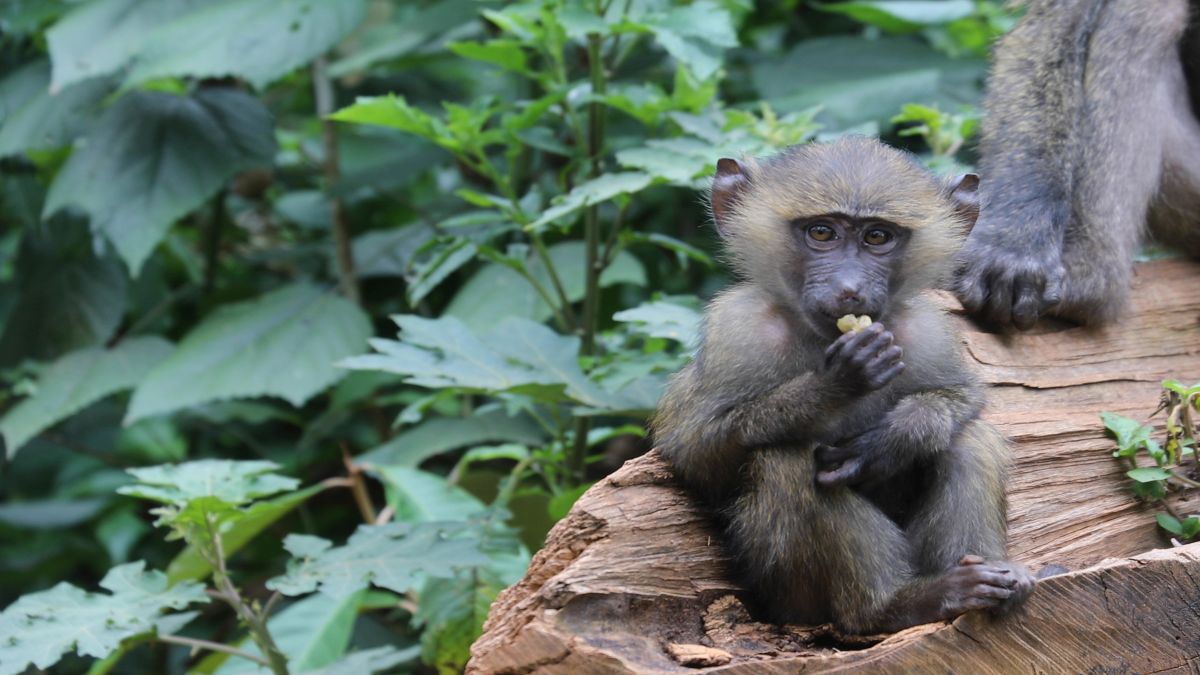  Uganda- OTP Travel utazási iroda