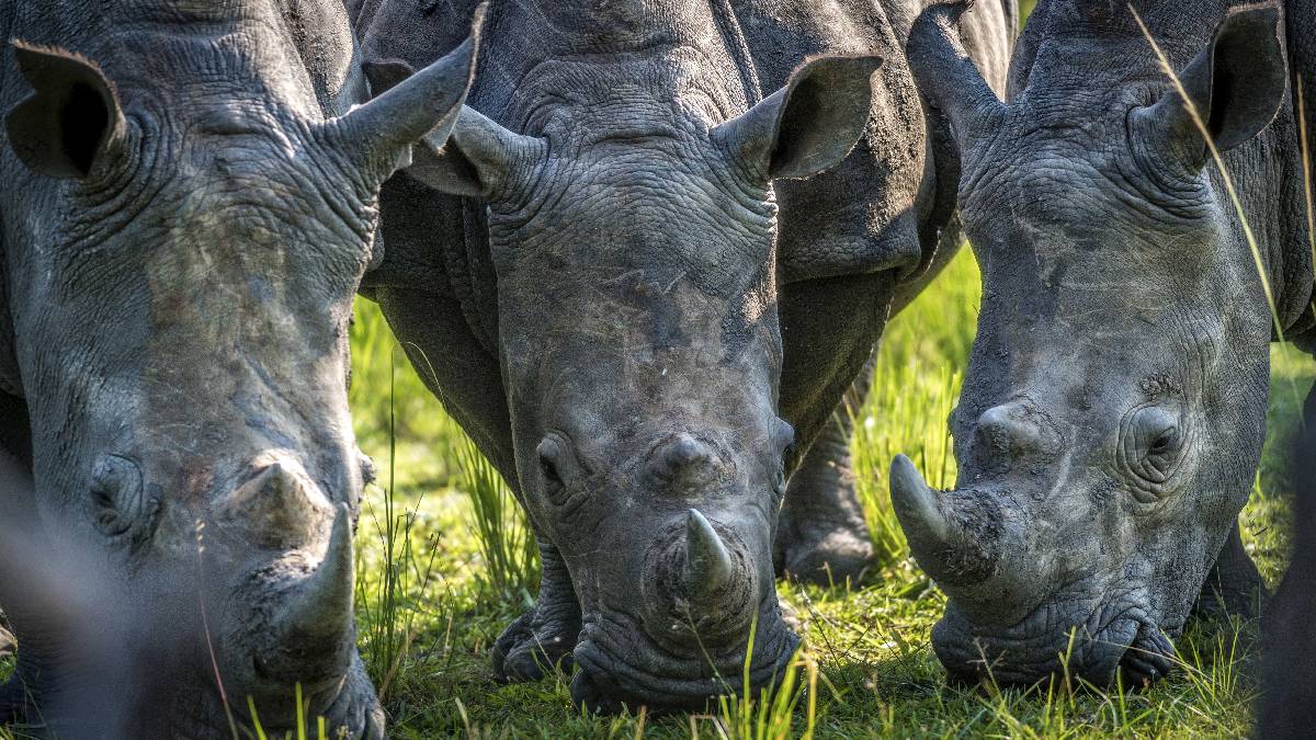 Uganda - Afrikai egyéni szafari. Fedezze fel Afrikát az OTP Travel utazásán!