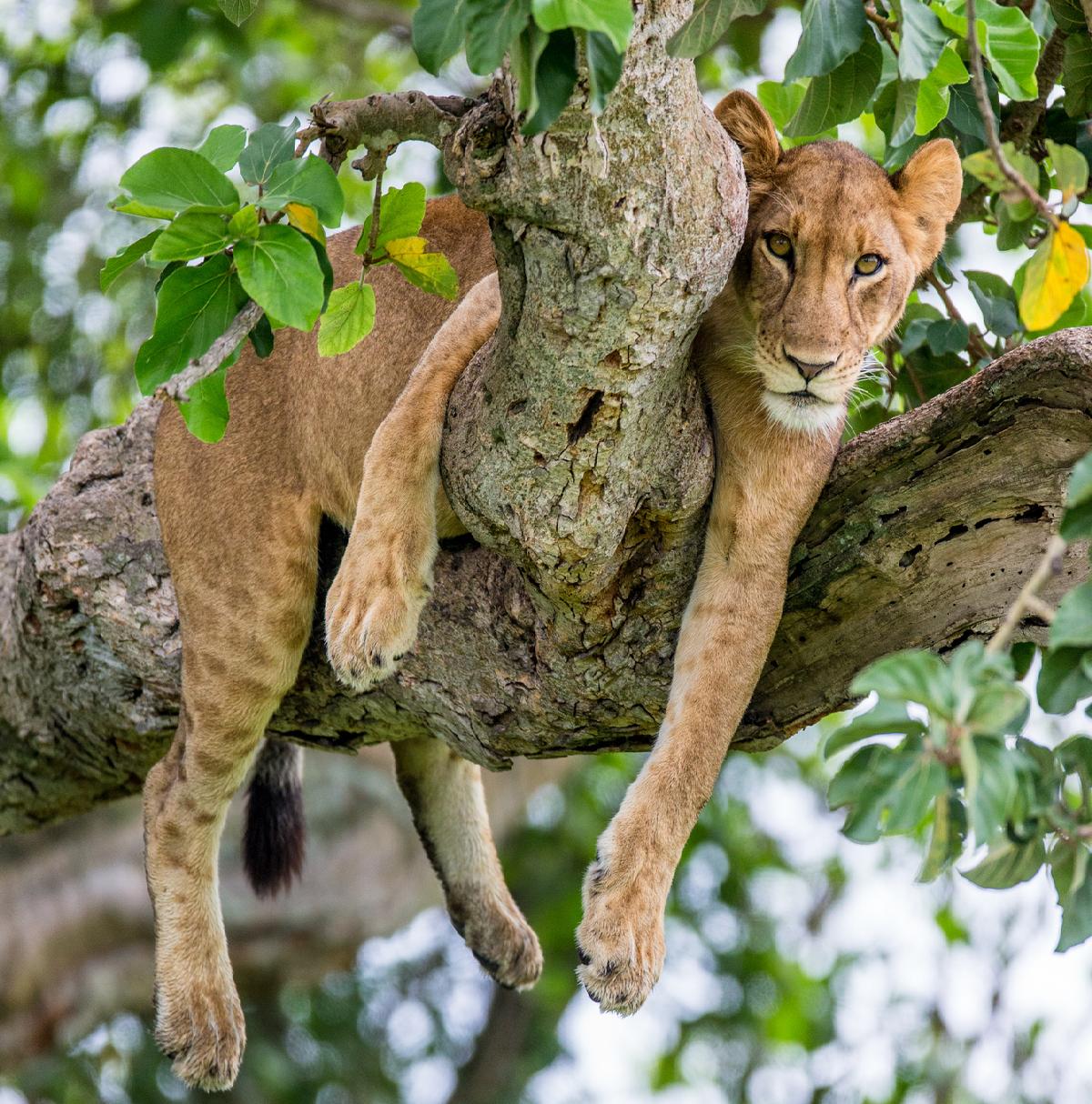 Uganda - Afrikai egyéni szafari. Fedezze fel Afrikát az OTP Travel utazásán!