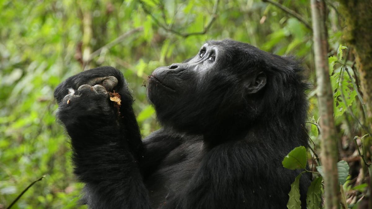 Uganda - Afrikai egyéni szafari. Fedezze fel Afrikát az OTP Travel utazásán!