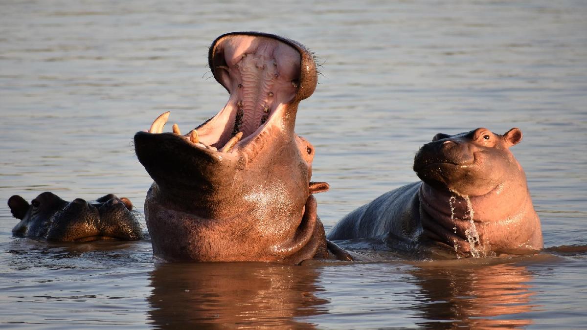 Uganda - Afrikai egyéni szafari. Fedezze fel Afrikát az OTP Travel utazásán!