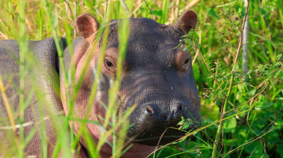 Zambia - Malawi egyéni szafari körutazás, angol nyelvű túravezetővel - Fedezze fel Afrikát az OTP Travel utazásán!