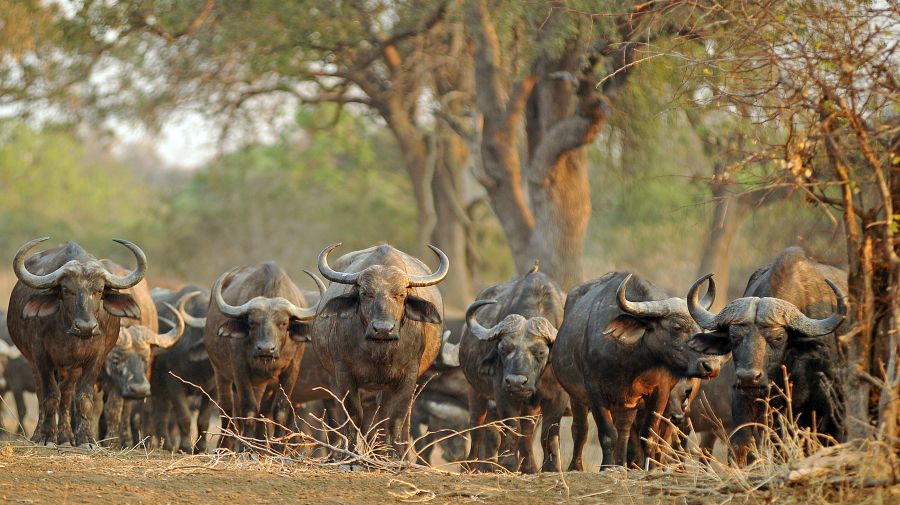 Zambia - Malawi egyéni szafari körutazás, angol nyelvű túravezetővel - Fedezze fel Afrikát az OTP Travel utazásán!