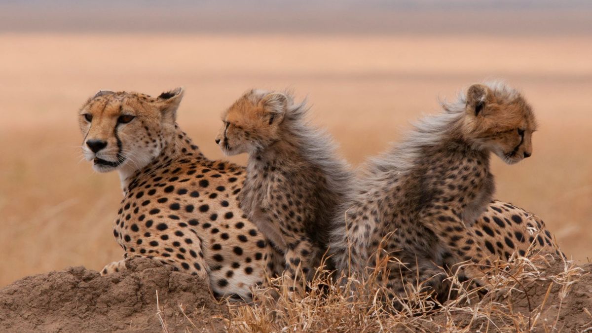 Zambia - Namíbia - Botswana egyéni szafari körutazás, angol nyelvű túravezetővel - Fedezze fel Afrikát az OTP Travel utazásán!