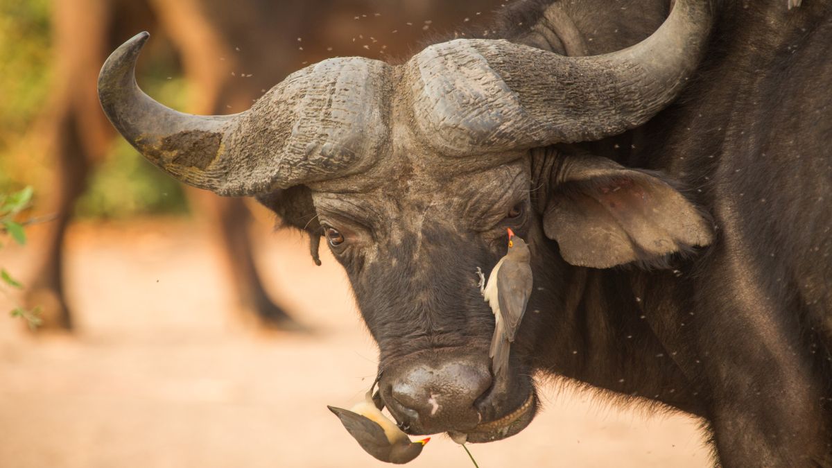 Zambia - Namíbia - Botswana egyéni szafari körutazás, angol nyelvű túravezetővel - Fedezze fel Afrikát az OTP Travel utazásán!