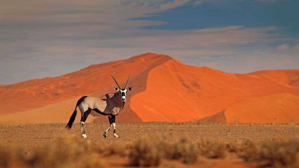 Zambia - Namíbia - Botswana egyéni szafari körutazás, angol nyelvű túravezetővel - Fedezze fel Afrikát az OTP Travel utazásán!