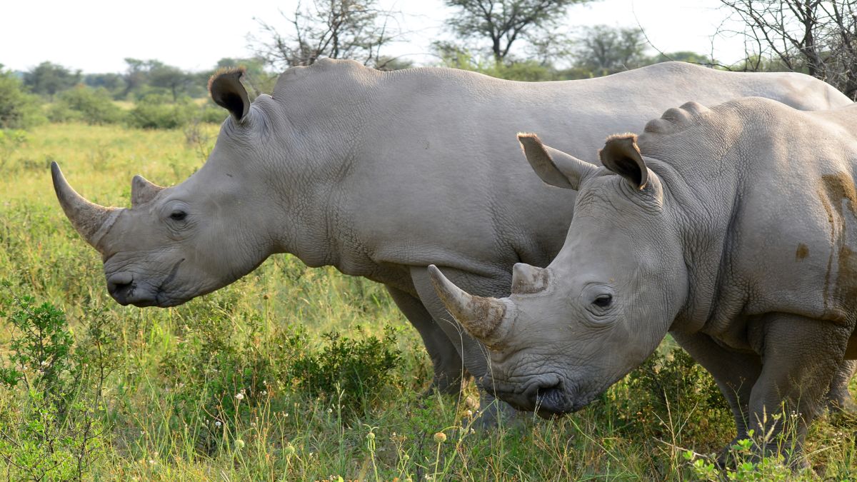 Zambia - Namíbia - Botswana egyéni szafari körutazás, angol nyelvű túravezetővel - Fedezze fel Afrikát az OTP Travel utazásán!