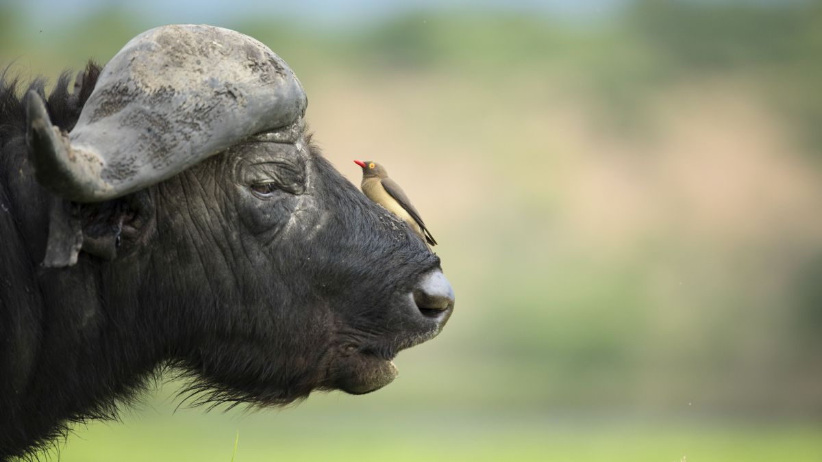 Zambia - Namíbia egyéni szafari körutazás, angol nyelvű túravezetővel - Fedezze fel Afrikát az OTP Travel utazásán!