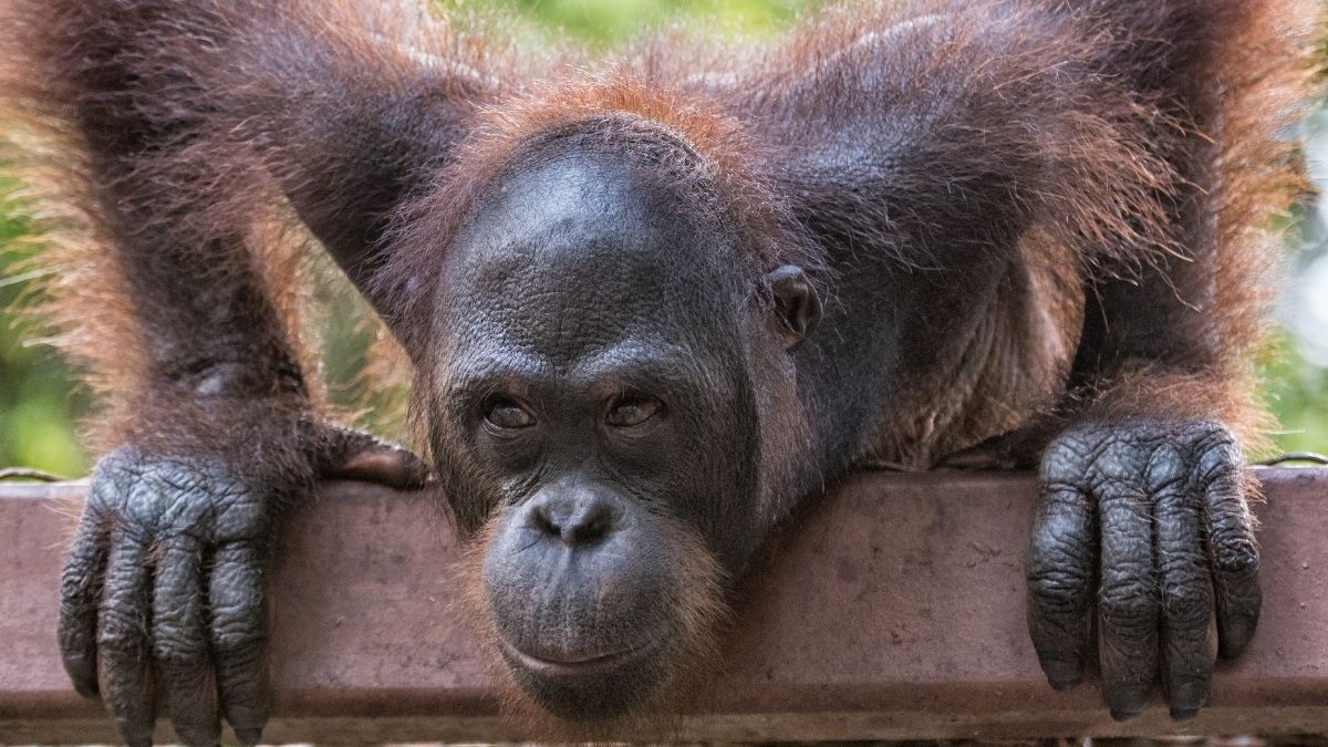 Borneói kalandok - Látogatással Kuala Lumpurban - utazásszervező utazási iroda